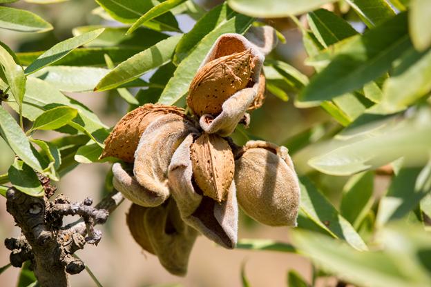 Noto almond