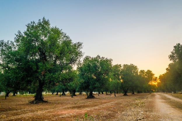 olive oil Puglia