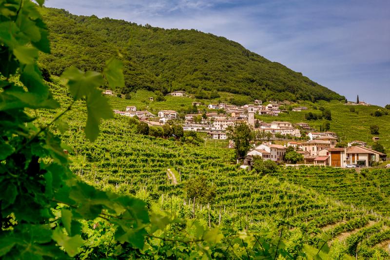 Vineyards in Veneto where Prosecco is made