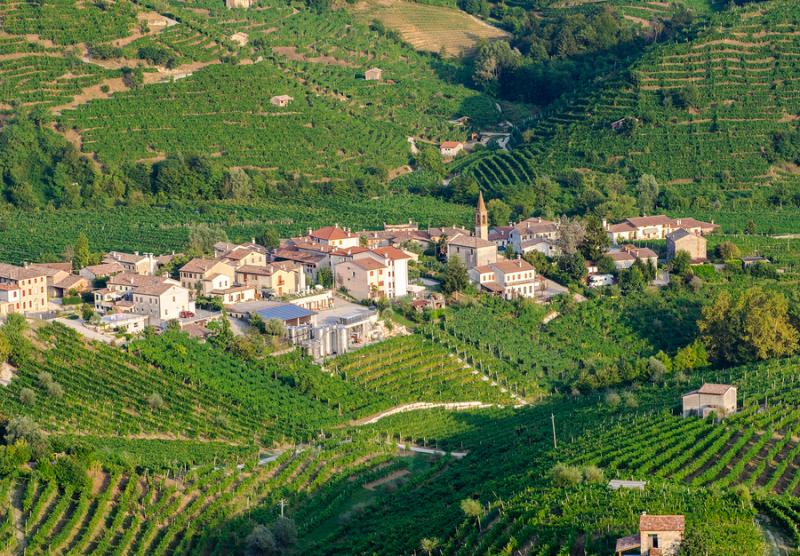 Prosecco vineyards in the Veneto region of Italy
