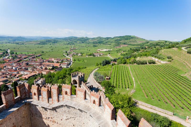 Soave vineyards