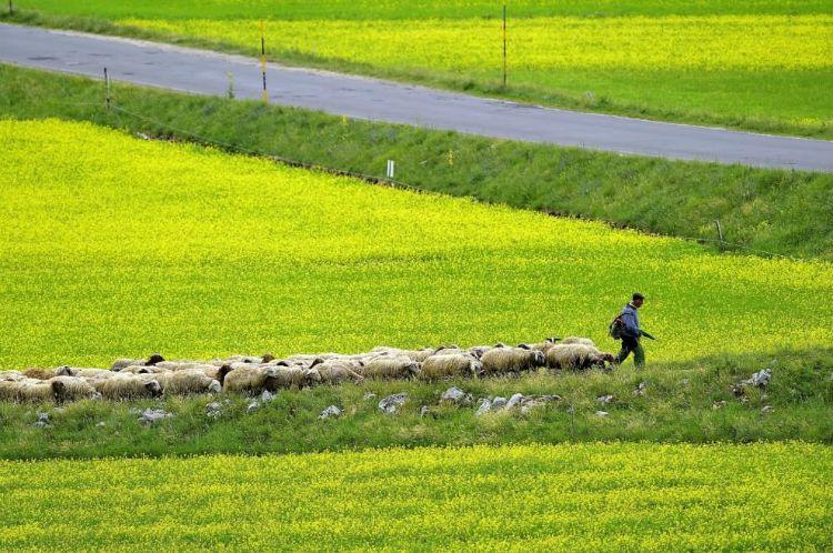 Annual flower blooming event on Castelluccio's plateaus