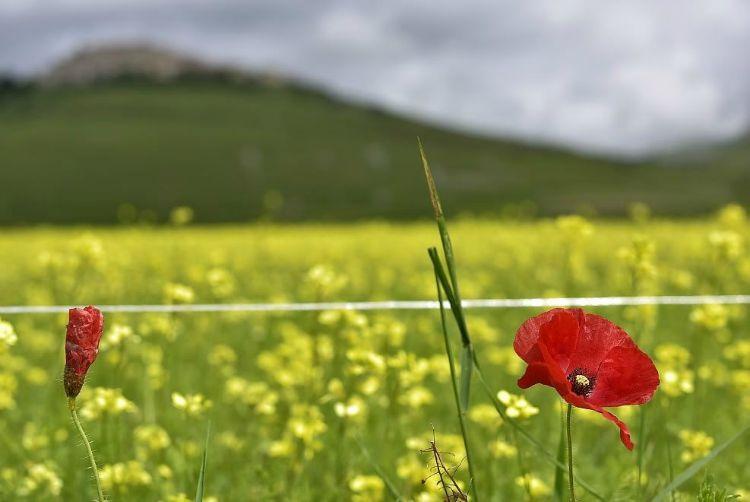 Annual flower blooming event on Castelluccio's plateaus