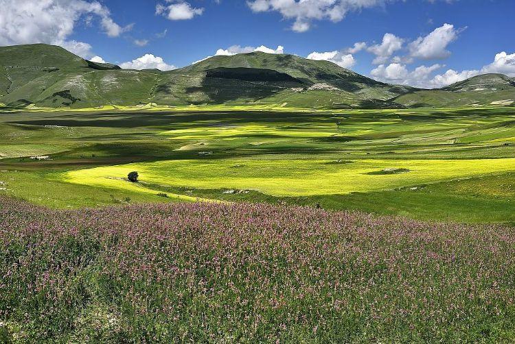 Annual flower blooming event on Castelluccio's plateaus