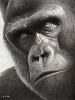 Profile picture for user the silverback